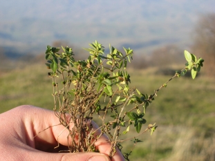 2009. Socio-economic baseline study and developing value-chain prospects of biodiversity resources in selected communities of Armenia